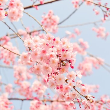 Vrchol kvitnutia čerešní vo Washingtone DC sa predpokladá v polovici marca